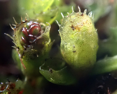 Hymenophyllum minimum