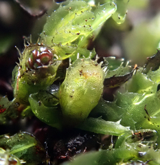 Hymenophyllum minimum