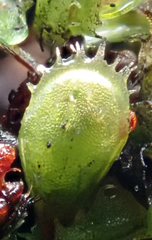 Hymenophyllum minimum