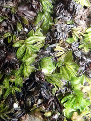 Hymenophyllum minimum