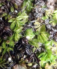 Hymenophyllum minimum