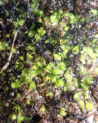 Hymenophyllum minimum