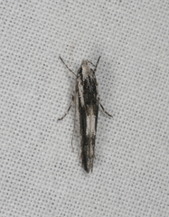 Leptozestis ecstatica