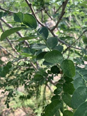 Phyllanthus pinnatus
