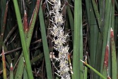 Dracaena pearsonii image