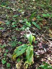 Clintonia umbellulata