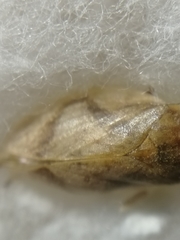 Lepyronia coleoptrata