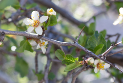 Prunus fremontii