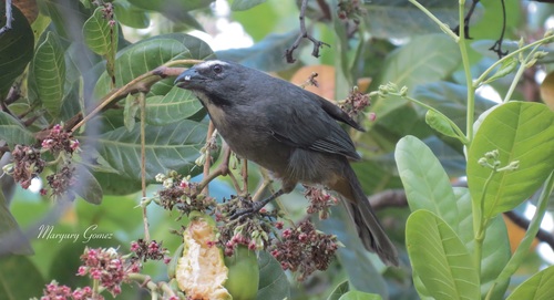 Cinnamon-bellied Saltator (Saltator grandis), photo 9