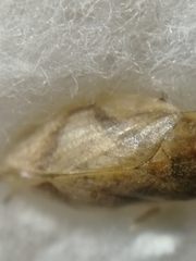 Lepyronia coleoptrata