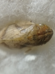 Lepyronia coleoptrata