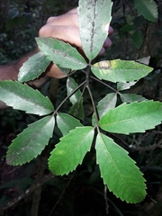 Pseudopanax macintyrei