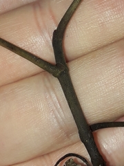 Pseudopanax macintyrei