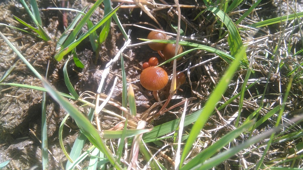 Deconica coprophila · February 2021 · photo: © bahianoayala (iNaturalist, cc-by)