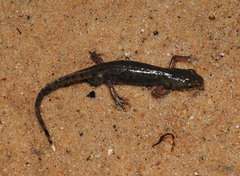 Lissotriton maltzani