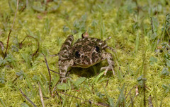 Pelodytes atlanticus