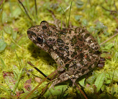 Pelodytes atlanticus