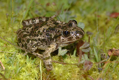 Pelodytes atlanticus