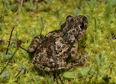 Pelodytes atlanticus