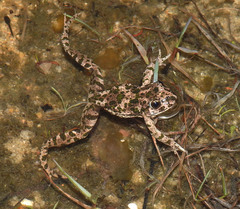 Pelodytes atlanticus