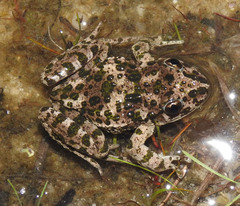 Pelodytes atlanticus