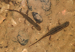 Lissotriton maltzani
