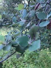 Androstachys johnsonii