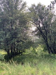 Androstachys johnsonii