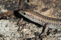 Cryptoblepharus tytthos