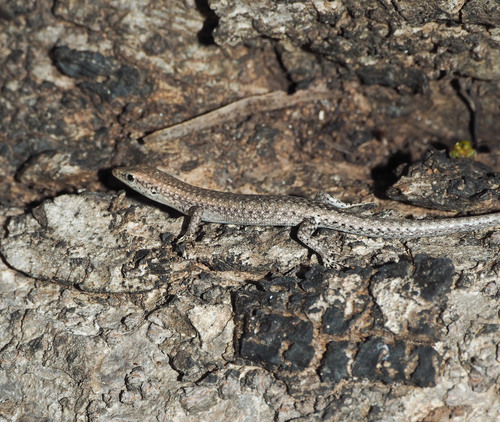 Pygmy snake-eyed skink, Cryptoblepharus tytthos