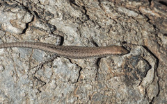 Cryptoblepharus tytthos