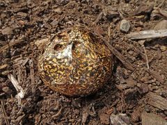 Pisolithus microcarpus