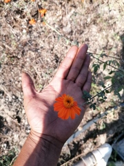 Adenophyllum aurantium