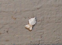 Acleris subnivana