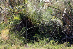 Cyclosorus interruptus