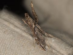 Lineodes elcodes