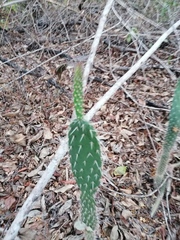 Opuntia karwinskiana