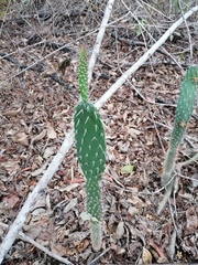 Opuntia karwinskiana