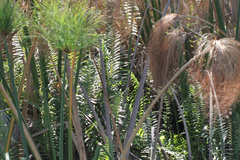 Cyclosorus interruptus