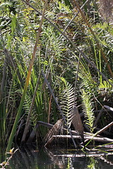 Cyclosorus interruptus