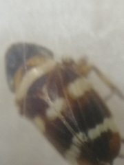 Planaphrodes