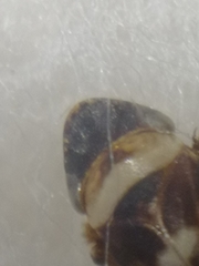 Planaphrodes
