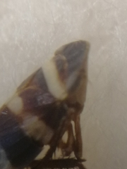 Planaphrodes