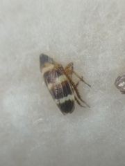 Planaphrodes