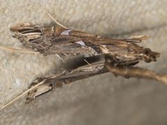 Lineodes elcodes