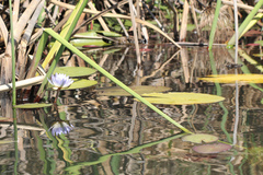 Nymphaea nouchali var. caerulea image