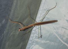 Tenodera blanchardi