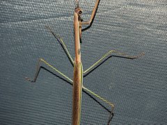 Tenodera blanchardi