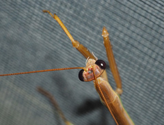 Tenodera blanchardi