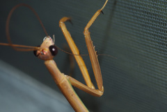 Tenodera blanchardi